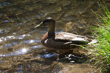 Image showing Duck