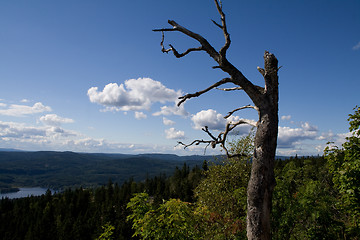 Image showing Crooked tree with view