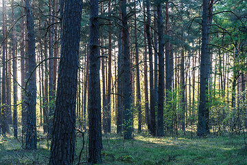 Image showing Springtime in a backlit pine tree forest