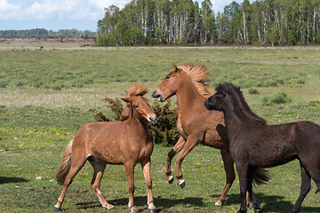 Image showing Playful horses in a green grassland