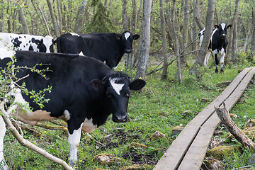 Image showing Young curious cows standing by a wooden footbridge