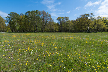 Image showing Beautiful forest glade with blossom flowers