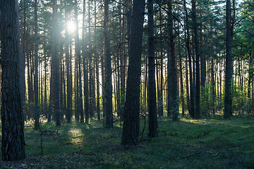 Image showing Backlit pine tree forest