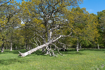 Image showing Fallen dead tree in a beautiful bright forest