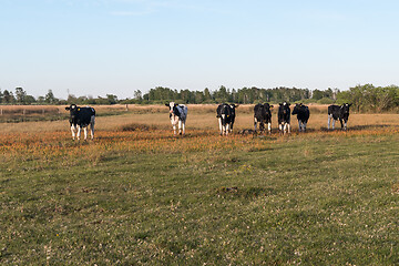 Image showing Young cows standing side by side