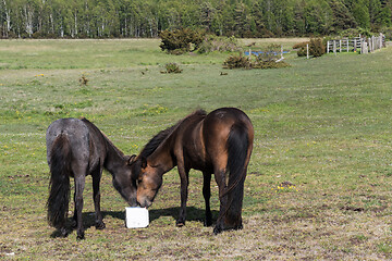 Image showing Two horses sharing a mineral block in a green landscape