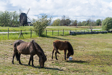 Image showing Grazing horses in a grassland with a windmill in the background