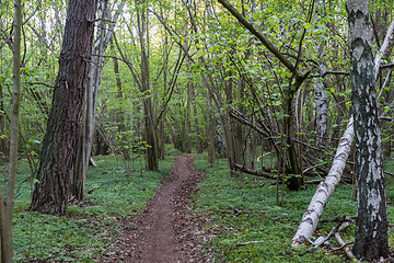 Image showing Footpath through a green forest in spring season