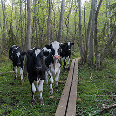 Image showing Curious black and white cattle by a trail
