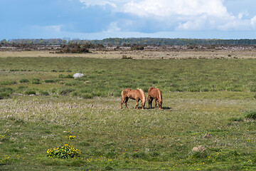 Image showing Grazing horses in a wide plain grass landscape