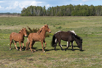 Image showing Herd with horses in a green landscape