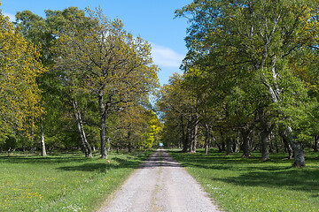 Image showing Beautiful trail in spring season