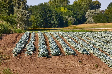 Image showing Agricultural cabbage field