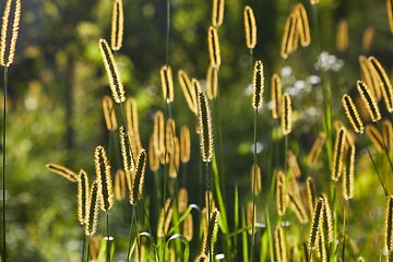 Image showing Meadow with backlit green plants