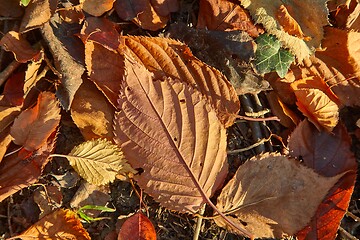 Image showing Fallen autumn leaves