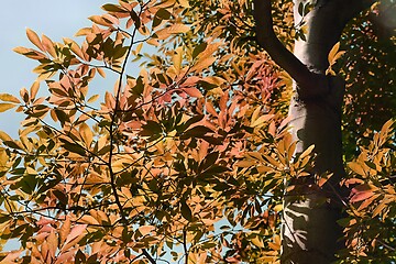 Image showing Autumn forest detail