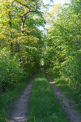 Image showing Country road surrounded by lush green foliage