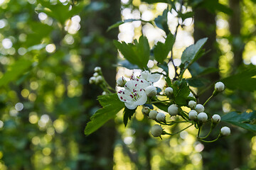 Image showing Hawthorn flower closeup