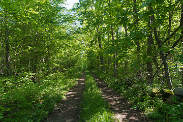 Image showing Country road straight into the lush greenery