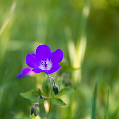 Image showing Beautiful purple summer flower close up