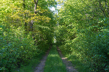 Image showing Tunnel of lush green foliage by a country road
