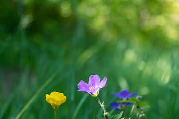 Image showing Bright summer flowers closeup