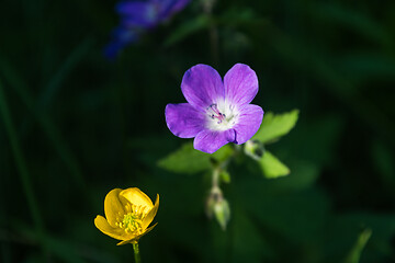 Image showing Purple and yellow summer flowers