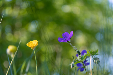 Image showing Blue and yellow summer flowers