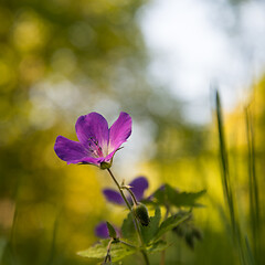 Image showing Purple summer flower close up