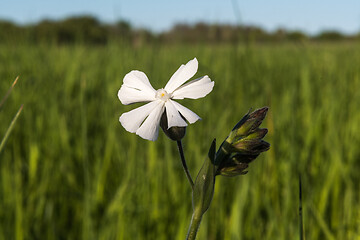 Image showing White Campion flower close up