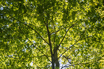 Image showing Lush tree top foliage