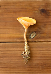 Image showing chanterelles on wooden background