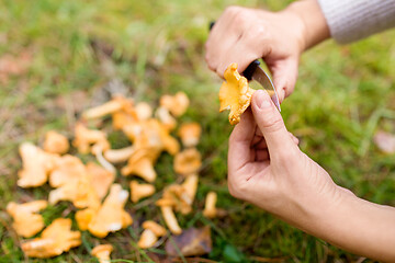 Image showing hands cleaning mushrooms by knife in forest