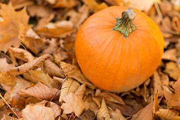 Image showing pumpkin on foliage at autumn park