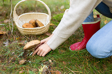 Image showing woman picking mushrooms in autumn forest