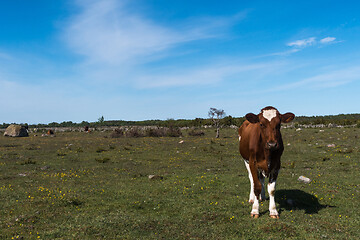 Image showing Brown cow standing in a colorful grassland