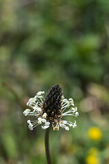 Image showing Ribwort Plantain flower head closeup