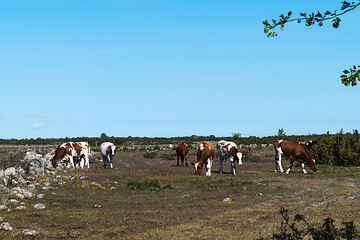 Image showing Grazing cattle herd in a plain grassland