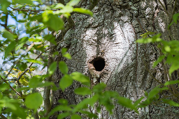 Image showing Bird nest in a tree trunk