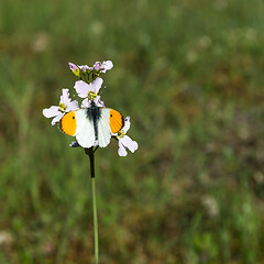 Image showing Aurora butterfly on a pink flower