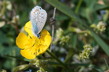 Image showing Common blue butterfly on a yellow flower closeup