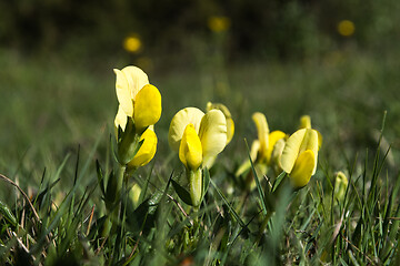 Image showing Dragons teeth flowers close up