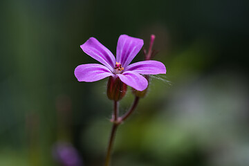 Image showing Tiny purple flowerhead closeup