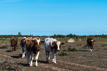 Image showing Herd with young cows walking in a grassland