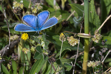 Image showing Common Blue Butterfly closeup