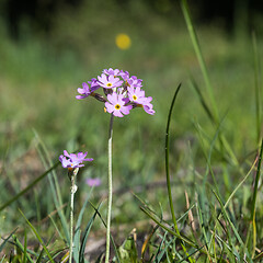 Image showing Blossom Bird\'s-eye primrose close up