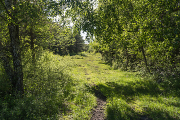 Image showing Cattle path in a lush foliage