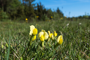 Image showing Dragons teeth flowers in a low angle view