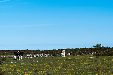 Image showing Cattle in a colorful grassland