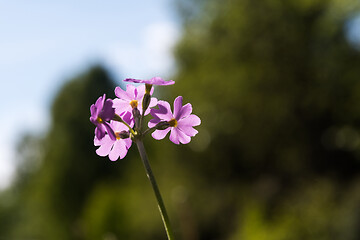 Image showing Bird\'s-eye primrose flower head close up